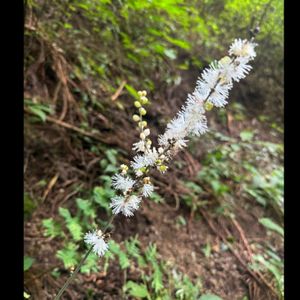 サラシナショウマ,白い花,登山,トレッキング,山歩きの画像