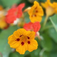 ナスタチウム,キンレンカ,今日のお花,日曜ビタミンカラー♪,お出かけ先の画像