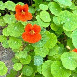 ナスタチウム,浅虫温泉の温泉卵,山野草,花のある暮らし,旅先の画像