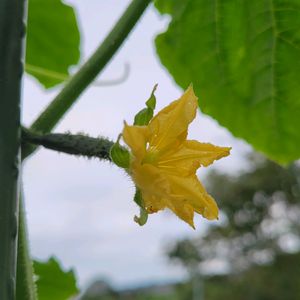 キュウリ,ヨウシュヤマゴボウの実,畑のお花,静かな日曜日,畑の野菜の画像