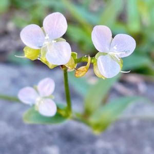 イボクサ,シマイボクサ,山野草,かわいい雑草,花のある暮らしの画像