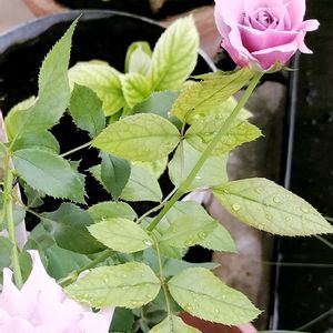 ベランダガーデン,マイガーデン,挿し木,薔薇♪,花のある暮らしの画像