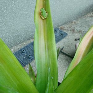 パイナップル,パイナップル,万願寺とうがらし,万願寺とうがらしの花,アサヒ農園さんの画像