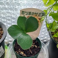 ザミア,四葉のザミア,観葉植物,花のある暮らし,花のある生活の画像