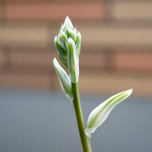 ハオルチア,プリンセスドレス,多肉植物,花芽,多肉大好きの画像