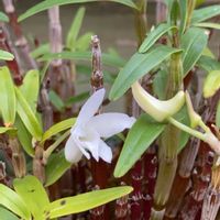 セッコク（石斛）長生蘭,セッコク 長生蘭,小さな小さな庭૮₍˶ᵔ ᵕ ᵔ˶₎ა,異常気象？の画像