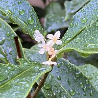 ギンモクセイ,季節の花,花のある暮らし,花が好き,庭の画像