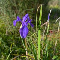 カキツバタ,コウホネ,山野草,平和を願う☆,山野草大好きの画像