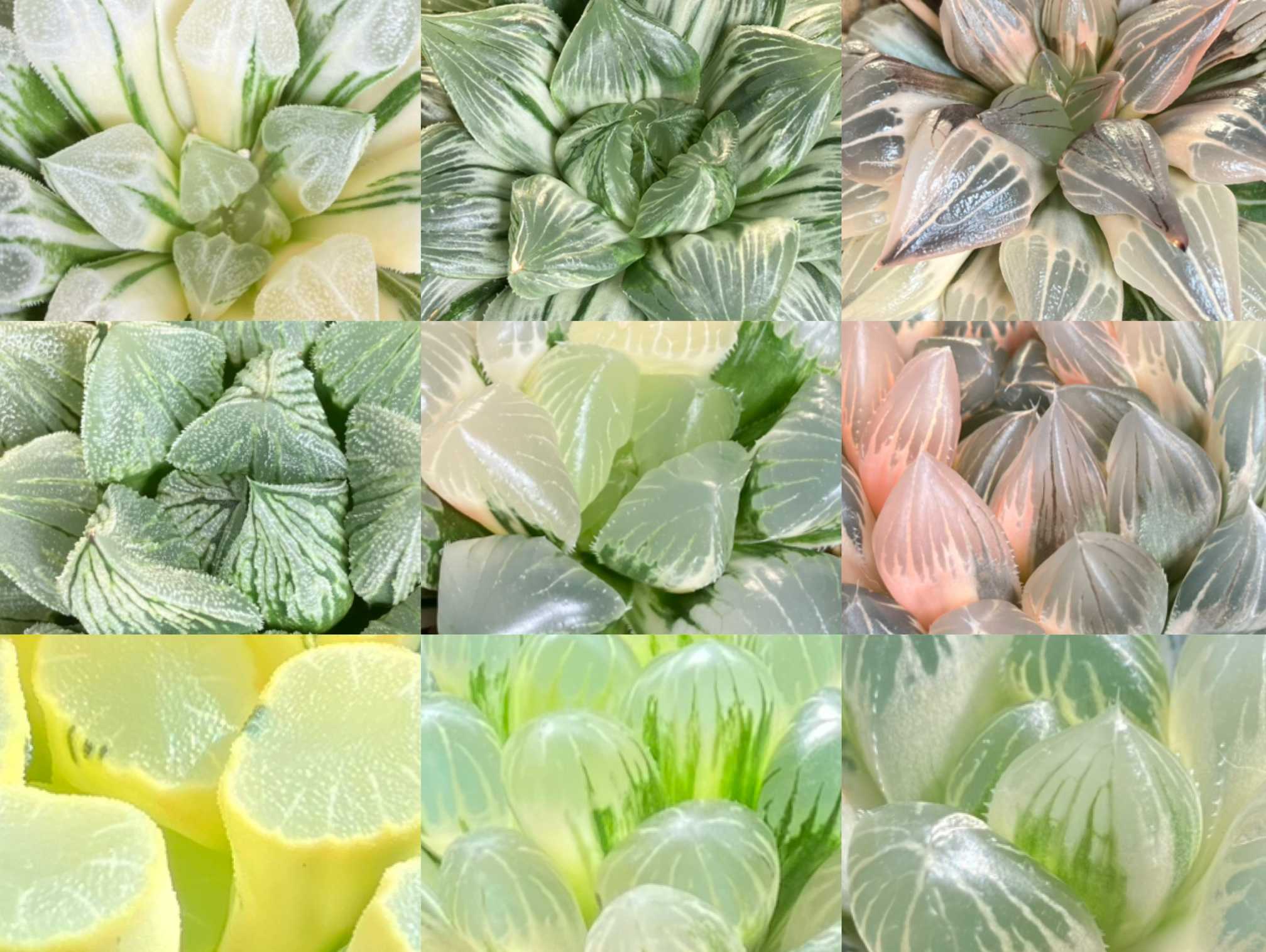 ハオルチア記録2024.10｜🍀GreenSnap（グリーンスナップ）