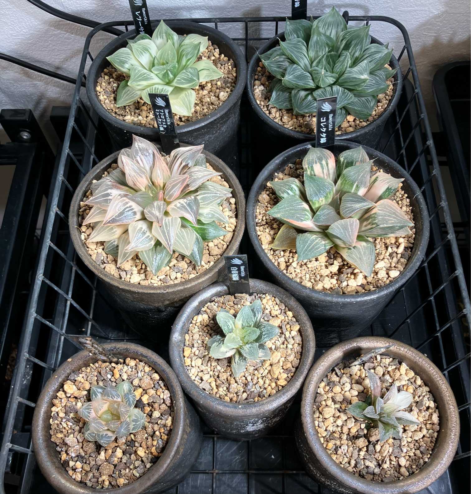 ハオルチア記録2024.10｜🍀GreenSnap（グリーンスナップ）