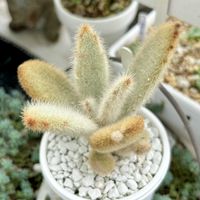 月兎耳,アンゴラ兎,閃光耳,モケモケ兔,ベランダの画像