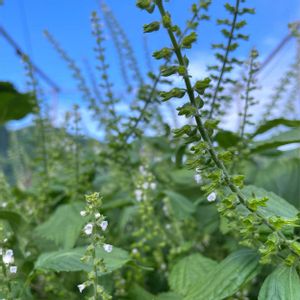 青じそ,青じその実,青じその実,無農薬,家庭菜園の画像