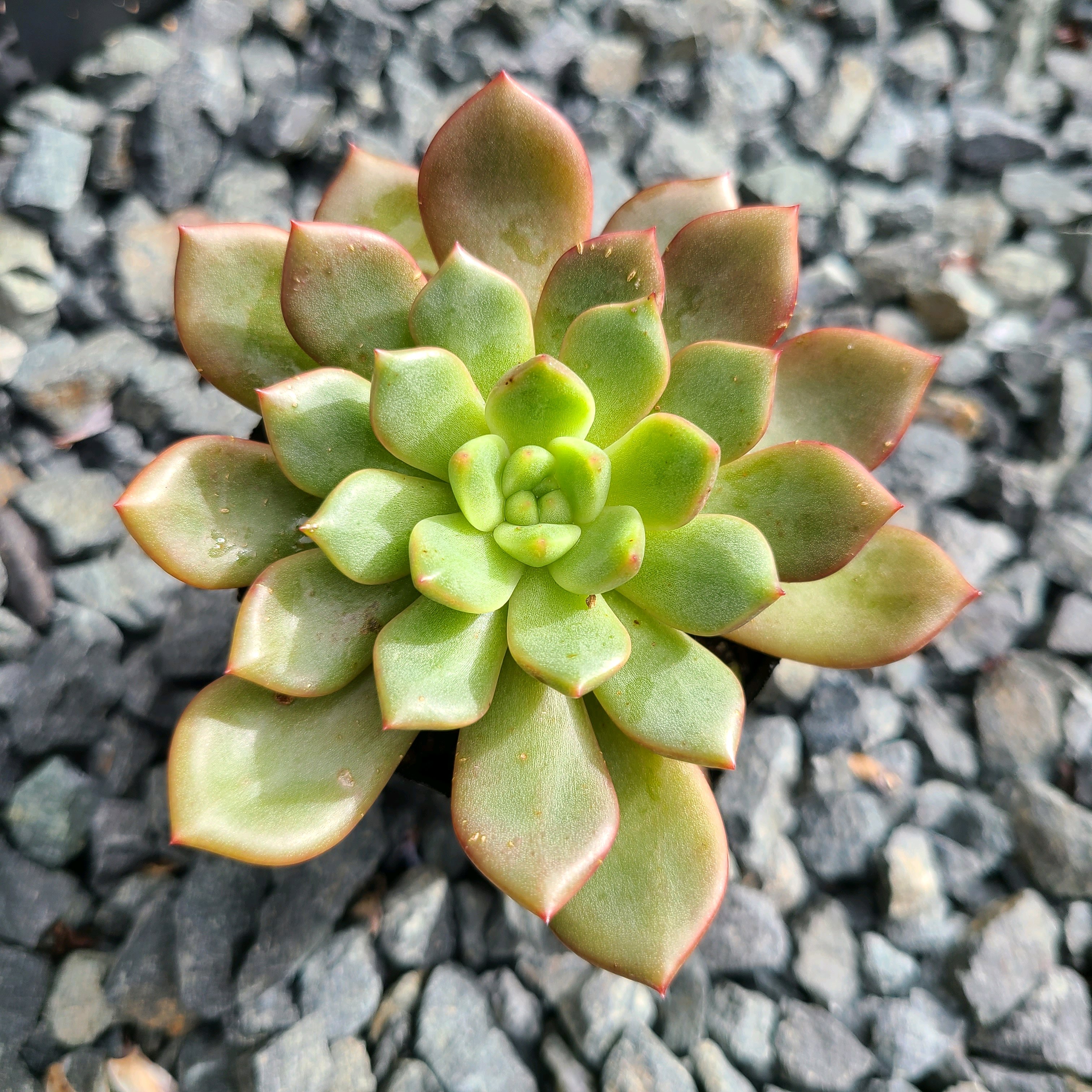 □多肉植物65種類カット苗寄せ植えに□ラウ165、軍旗、花月夜