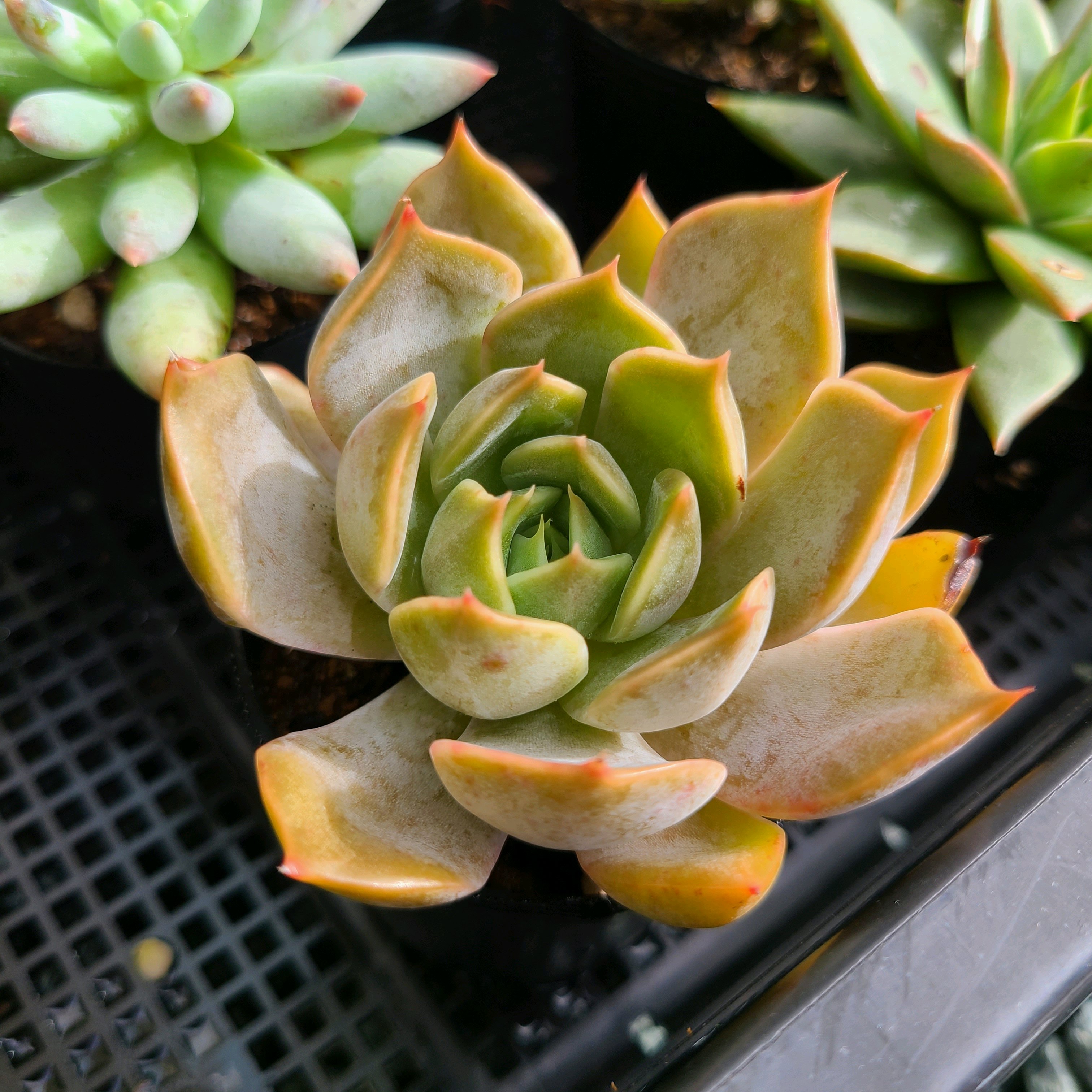 1728189246834_590102_p_2024100