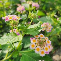 ランタナ,キバナコスモス,キバナコスモス レッド,山野草,しながわ花海道の画像