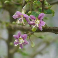 クコ,クコ,クコのお花,クコの実。,バラ　フェンスの画像