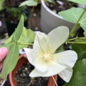 ワタ,お花に癒される,平穏な日々への願い,みしょり隊,それでも世界は美しいの画像