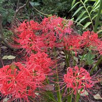 ヒガンバナ,秋の花,秋の気配,彼岸花,#散歩中にみっけの画像