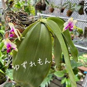 胡蝶蘭,Phal.bellina,Phal.bellina,phal.bellina (MC),phal.bellina (MC)の画像