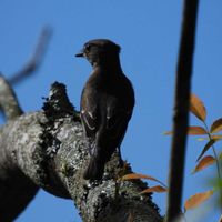 ツツジ,シダ,野鳥エゾビタキ,野鳥,お出かけの画像