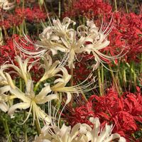 コキア,ヒガンバナ,彼岸花  曼珠沙華,リコリス(アルビフロラ),リコリス(スプレントラウブ)の画像