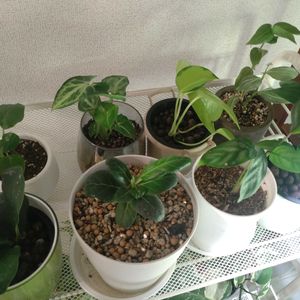 観葉植物,100均,晩酌と観葉植物の画像