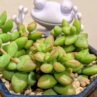 彦星,ピーチブロッサム,多肉植物,クラッスラ属,エケベリア属の画像