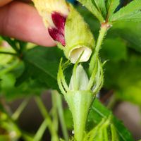 オクラ,ベランダー,熱帯植物,家庭菜園,ベランダの画像