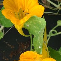 ナスタチウム,かぼちゃ,ユーパトリウム,山梨県清里「萌木の村」にて,カボチャ達（Happy Halloween!）の画像