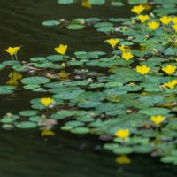 アサザ,皇居東御苑の画像