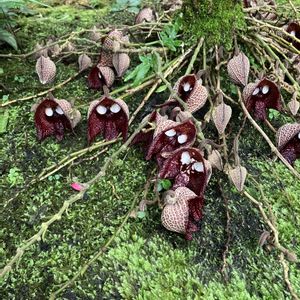 アリストロキア,温室,ウマノスズクサ科,神代植物園,シミュラクラ現象の画像