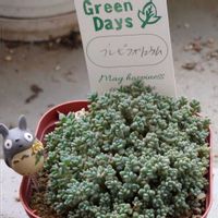 ブレビフォリュウム,多肉植物,公園,散歩,ガーデニングの画像