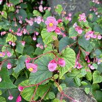 シュウカイドウ,山野草,花のある暮らし,日当たり良好,今日のお花の画像