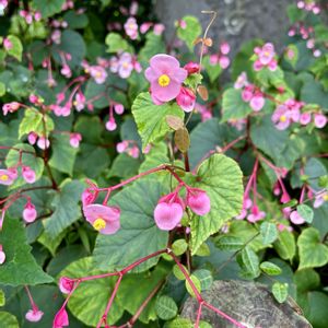 シュウカイドウ,山野草,花のある暮らし,日当たり良好,今日のお花の画像