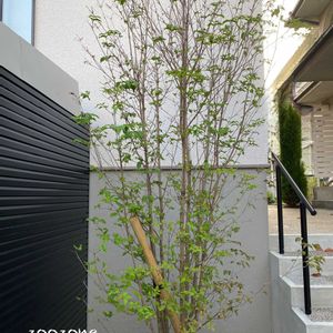 ヤマボウシ,新緑,シンボルツリー,植物のある暮らし,植物の生命力の画像