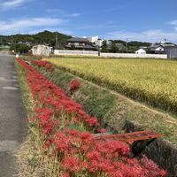 ヒガンバナ,ヒガンバナ,いね,彼岸花  曼珠沙華,彼岸花  曼珠沙華の画像