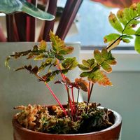 プテリス,プテリス・トリカラー,シダ植物,植物のある暮らし,羊歯植物の画像