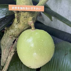 フクベノキ,フクベノキ,植物園,散歩,温室の画像