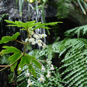 シュウカイドウ,コウトウシュウカイドウ,マルヤマシュウカイドウ,植物園,温室の画像