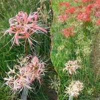 ニラ,ヒガンバナ,彼岸花  曼珠沙華,ヒガンバナ( 曼珠沙華 ),花のある暮らしの画像