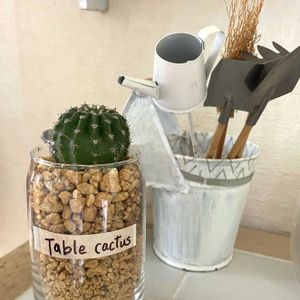 サボテン,観葉植物,100均,DIY,癒しの画像