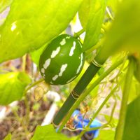 オキナワスズメウリ,花のある暮らしの画像