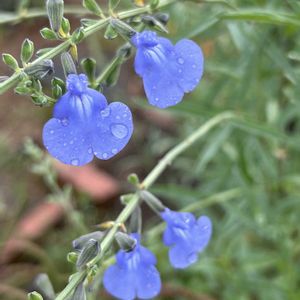 サルビア・アズレア,ハーブ,ナチュラルガーデン,水色の花,秋の庭の画像