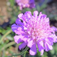 スカビオサ,マツムシソウ,マツムシソウ （スカビオサ）,お花,紫色の花の画像