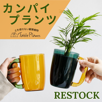 テーブルヤシ,ガジュマル,観葉植物,GreenSnapSTORE,テーブルプランツの画像