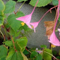 シュウカイドウ,秋海棠,秋海棠の雄花,秋海棠の雌花,秋海棠（シュウカイドウ）の画像