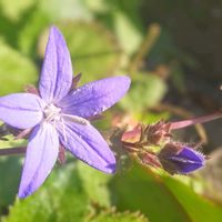 カンパニュラ アルペンブルー,お花,紫色の花,カンパニュラ アルペンブルー♡,紫色のお花の画像