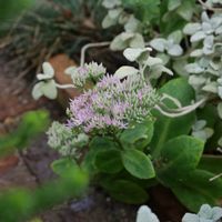 オオベンケイソウ,多肉植物,地植え,花壇,開花の画像