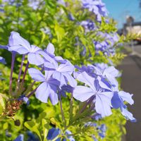 ルリマツリ,青空,花のある暮らしの画像