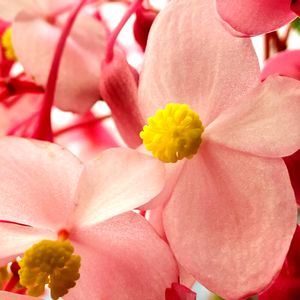 シュウカイドウ,切り花,可愛い,今日のお花,お花大好きの画像